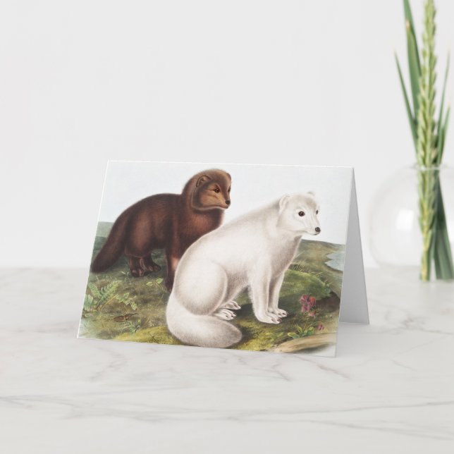 Arctic Fox (Vulpes lagopus) Illustration Card (Front)