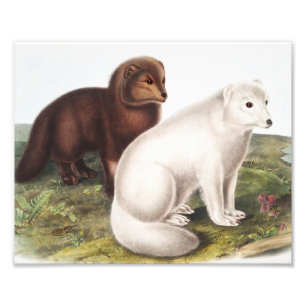 Arctic Fox (Vulpes lagopus) Illustration Photo Print