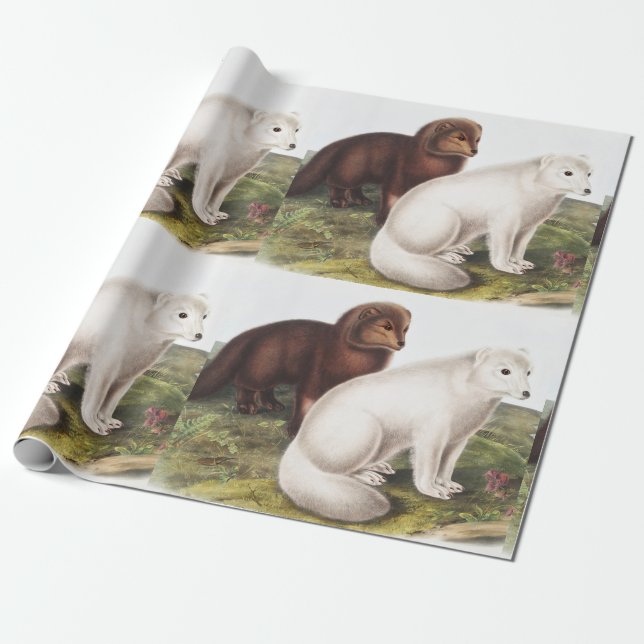 Arctic Fox (Vulpes lagopus) Illustration Wrapping Paper (Unrolled)
