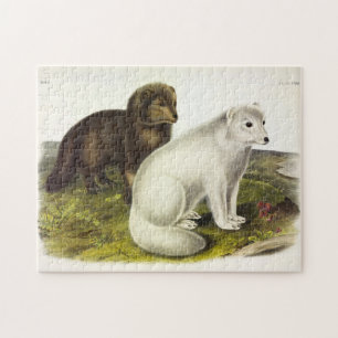 Arctic Fox (White Fox, Polar Fox, Snow Fox) Jigsaw Puzzle