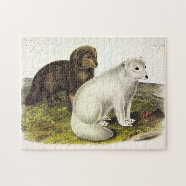 Arctic Fox (White Fox, Polar Fox, Snow Fox) Jigsaw Puzzle (Horizontal)