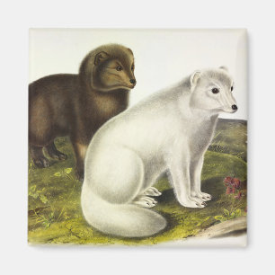 Arctic Fox (White Fox, Polar Fox, Snow Fox) Magnet