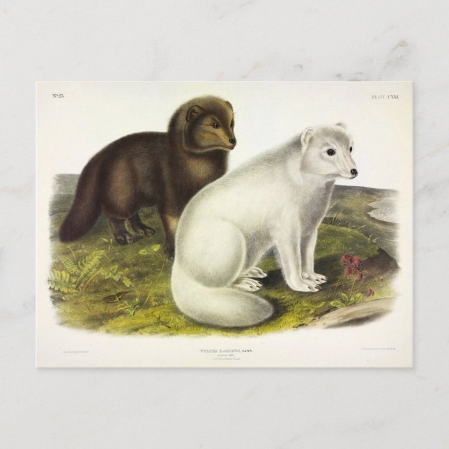 Arctic Fox (White Fox, Polar Fox, Snow Fox) Postcard (Front)