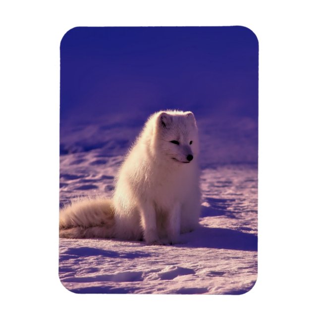 Arctic Fox Winter Snow Landscape Magnet (Vertical)