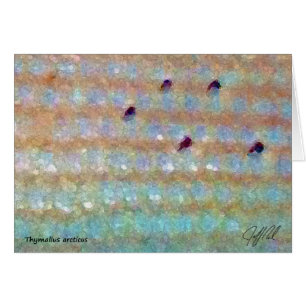 Arctic Grayling - Card