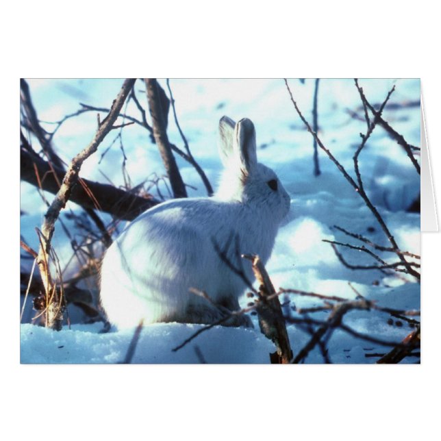 Arctic Hare (Front Horizontal)