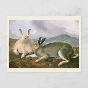 Arctic Hare, c1841, painting, John James Audubon Postcard