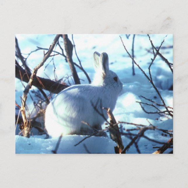Arctic Hare in Snow Postcard (Front)