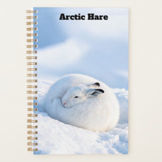 Arctic Hare Planner