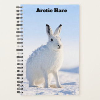Arctic Hare Planner