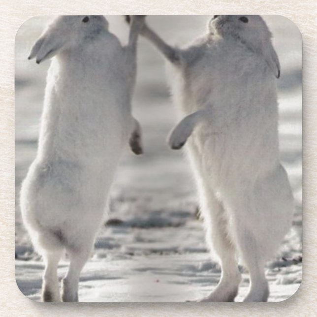 arctic hare rabbit bunny animal winter frozen snow coaster (Front)