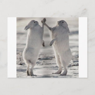 arctic hare rabbit bunny animal winter frozen snow postcard