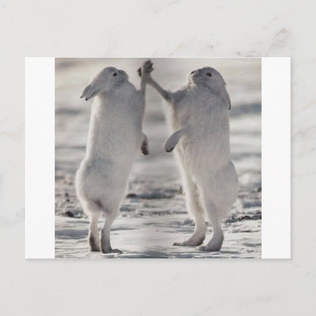 arctic hare rabbit bunny animal winter frozen snow postcard (Front)