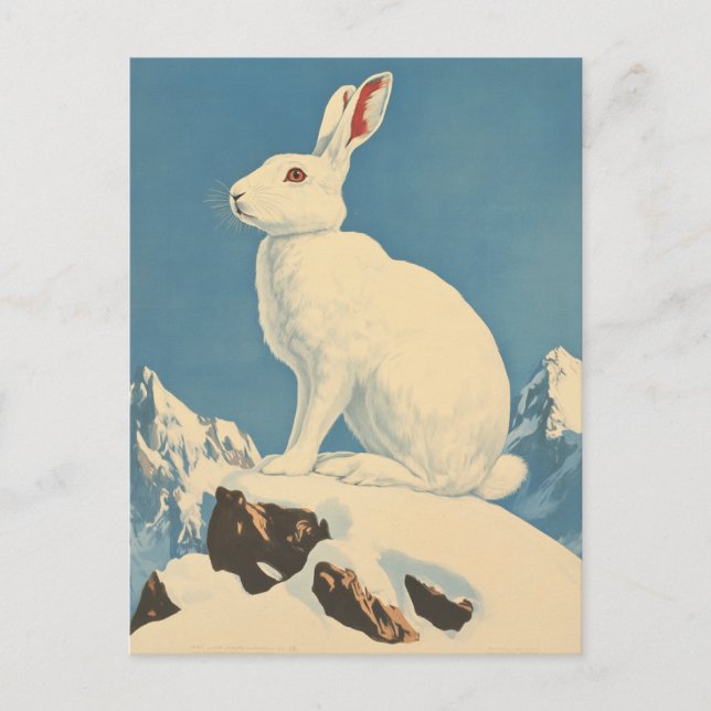 Arctic hare vintage postcard (Front)