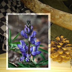 Arctic Lupine Blossom, Denali National Park, AK Postcard