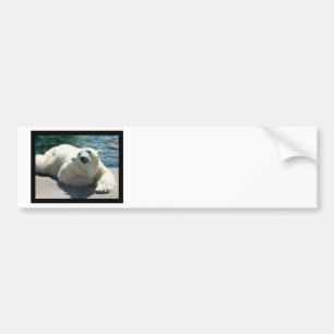 Arctic Polar Bear Bumper Sticker