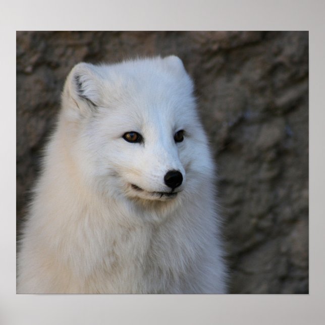 Arctic Portraits Poster (Front)