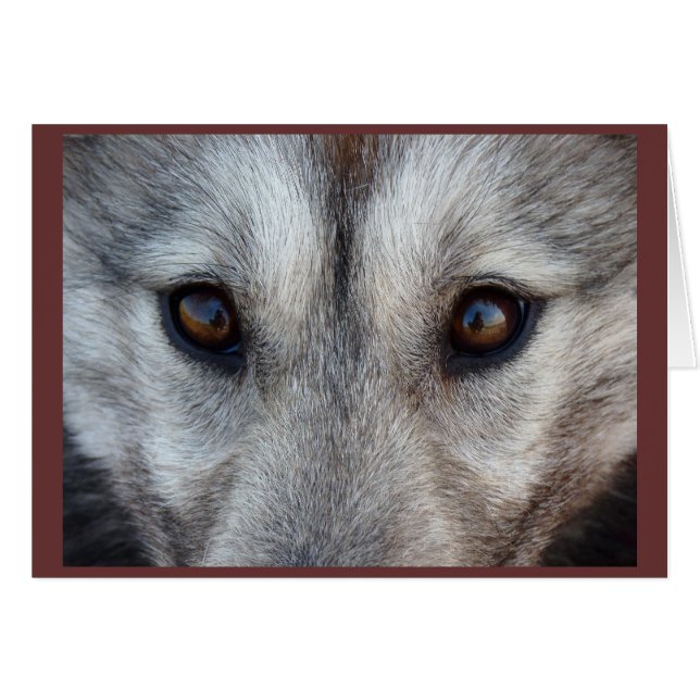 Arctic Sled Dog Card Custom Wolf Pup  Card (Front Horizontal)