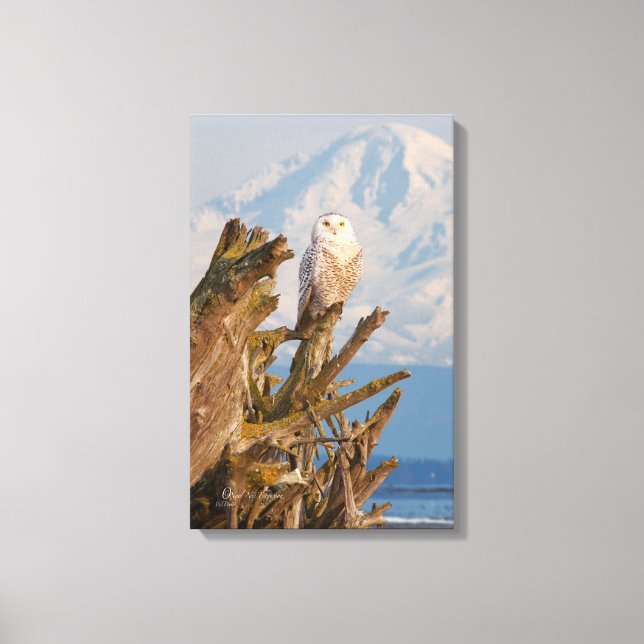 Arctic Snowy Owl, Beach driftwood and Mt. Baker Canvas Print (Front)