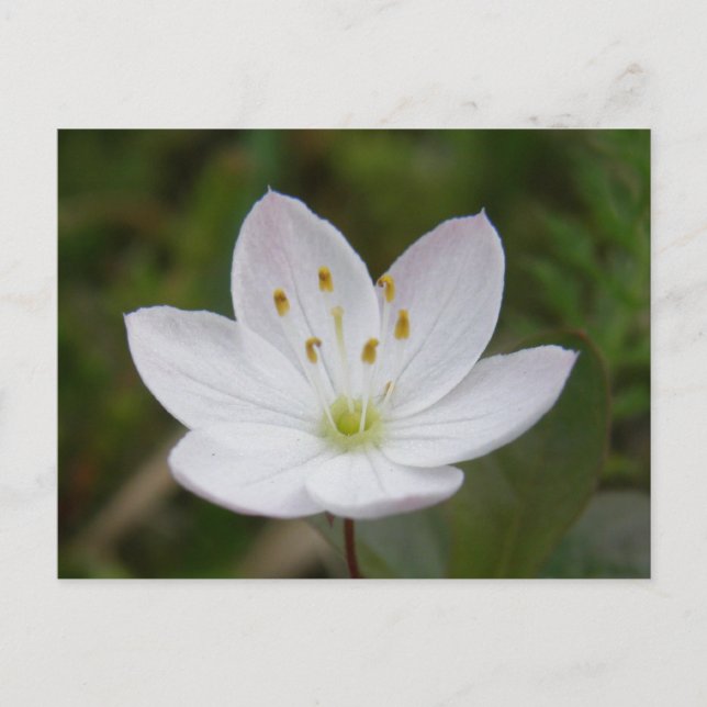 Arctic Starflower, Trientalis europaea Postcard (Front)