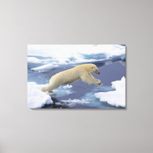 Arctic, Svalbard, Polar Bear extending Canvas Print