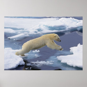 Arctic, Svalbard, Polar Bear extending Poster