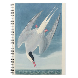 Arctic Tern Audubon Bird Wildlife Artwork Notebook