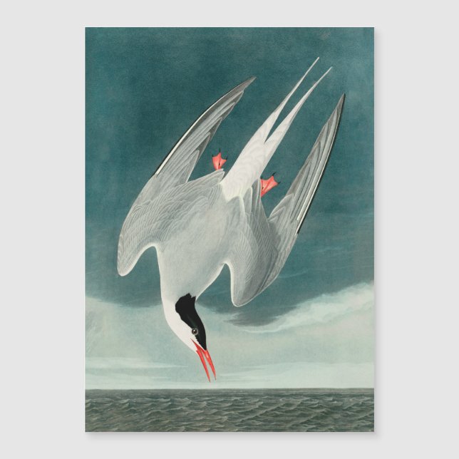 Arctic Tern Audubon Bird Wildlife Painting (Front)