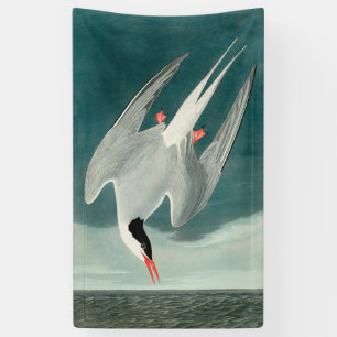 Arctic Tern Audubon Bird Wildlife Painting Banner