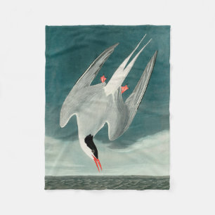 Arctic Tern Audubon Bird Wildlife Painting Fleece Blanket