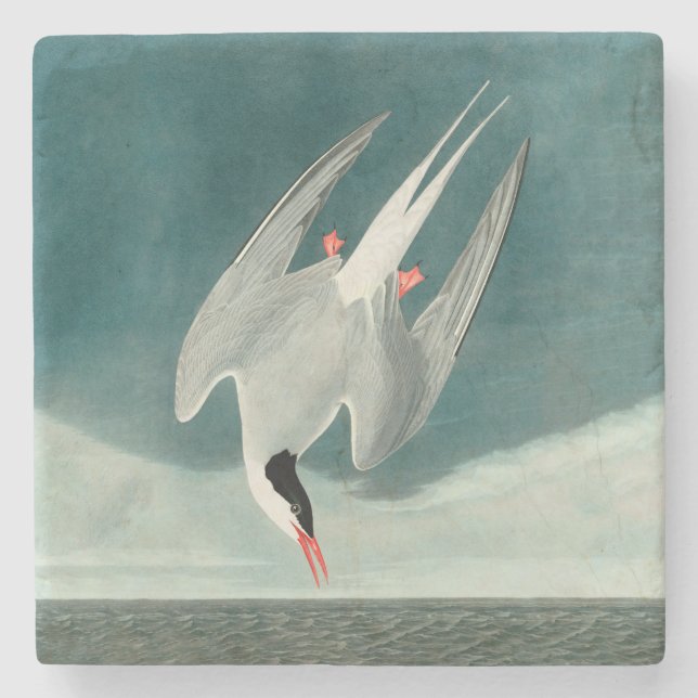 Arctic Tern Audubon Bird Wildlife Painting Stone Coaster (Front)