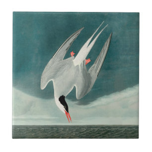 Arctic Tern Audubon Bird Wildlife Painting Tile