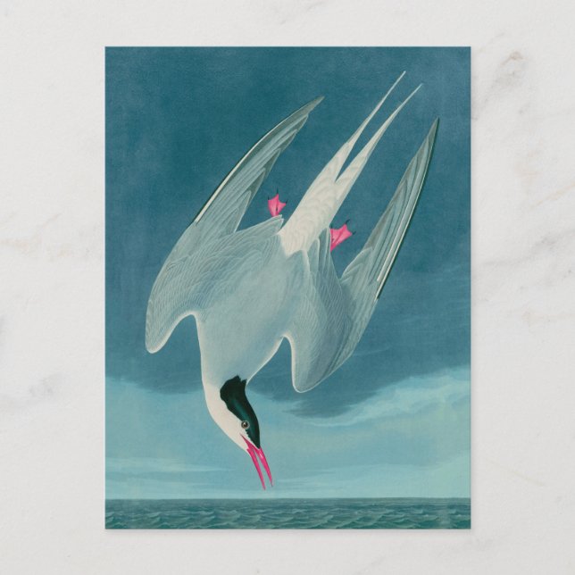 Arctic Tern Birds of America Audubon Print Holiday Postcard (Front)