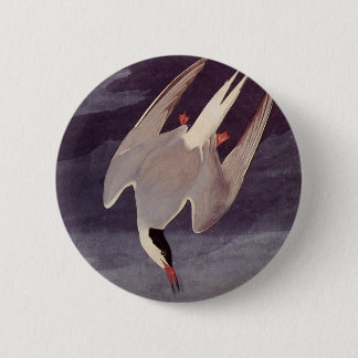 Arctic Tern by John James Audubon, Vintage Birds 6 Cm Round Badge