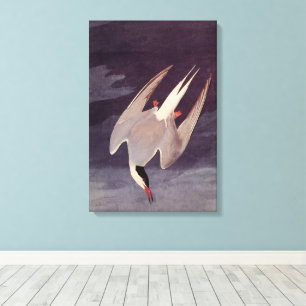 Arctic Tern by John James Audubon, Vintage Birds Canvas Print