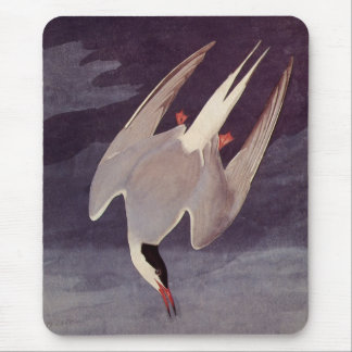 Arctic Tern by John James Audubon, Vintage Birds Mouse Pad