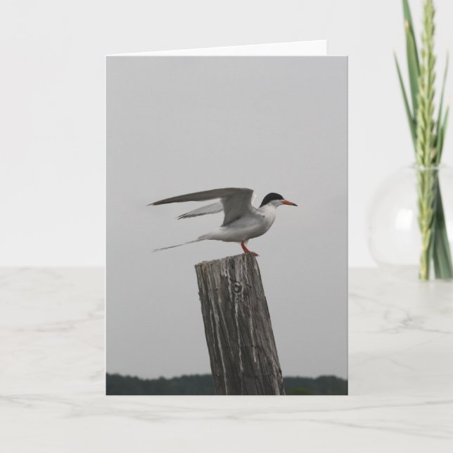 Arctic Tern Greeting Card (Front)