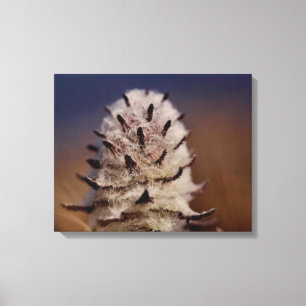 Arctic Tundra Wooly Lousewart Flower Oliktok, AK Canvas Print