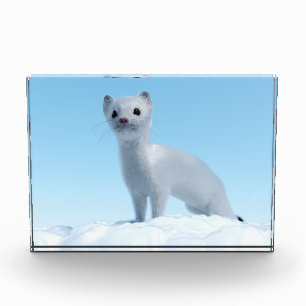 Arctic Weasel Charm Photo Block