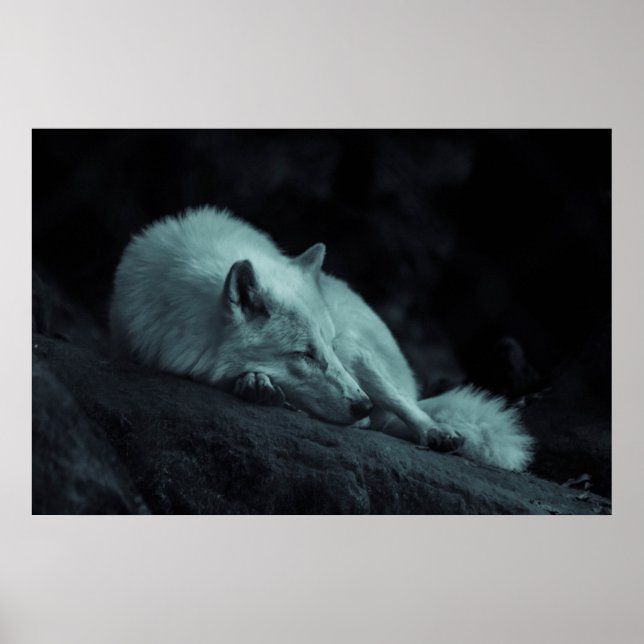 Arctic (White) Wolf Poster (Front)