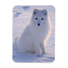 Arctic Winter Fox Photo Designed