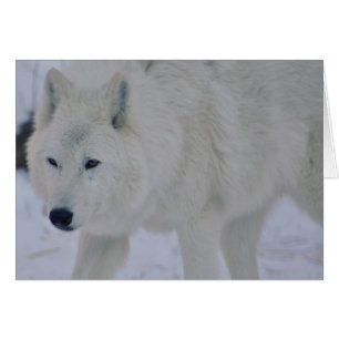 Arctic Wolf