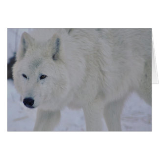 Arctic Wolf