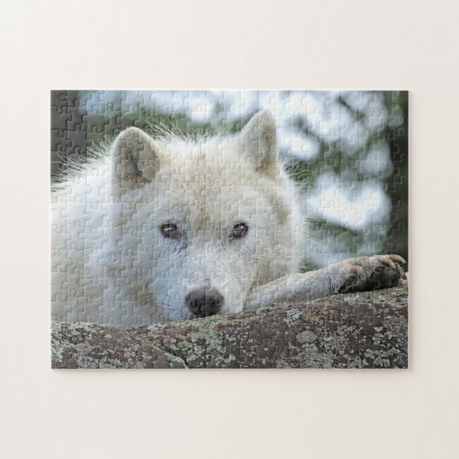 ARCTIC WOLF 11x14 INCH Jigsaw Puzzle (Horizontal)