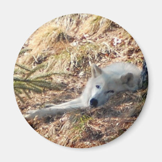 Arctic Wolf #2 Magnet