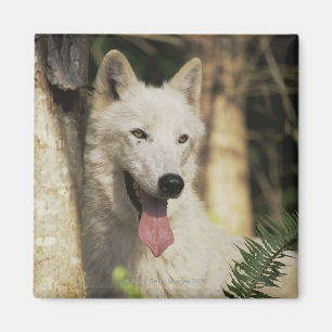 Arctic wolf in forest magnet