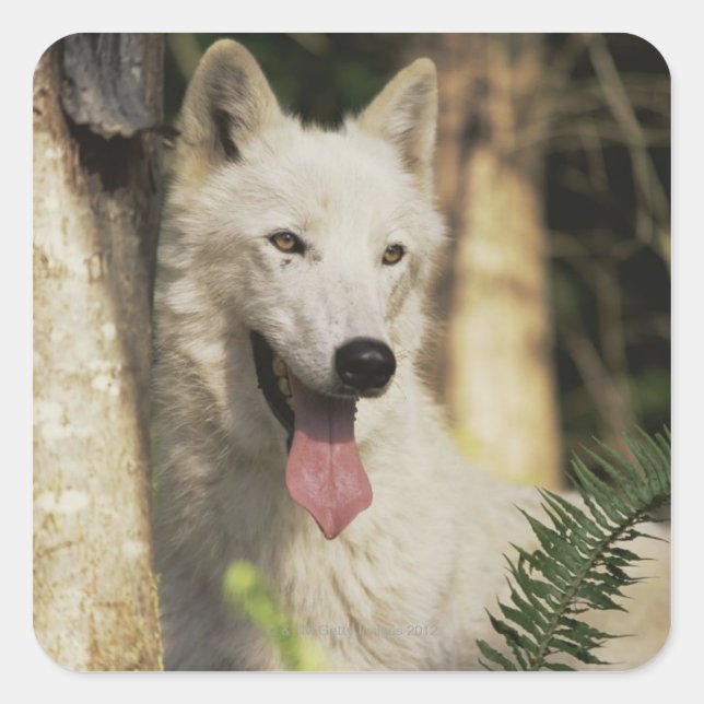 Arctic wolf in forest square sticker (Front)