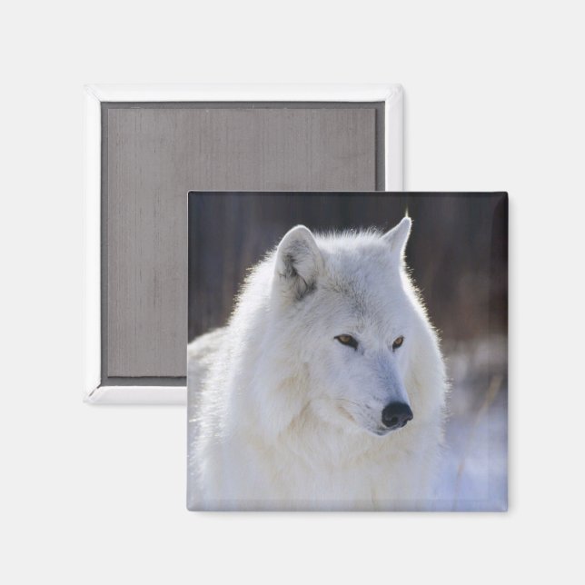 Arctic Wolf Magnet (Front/Back)