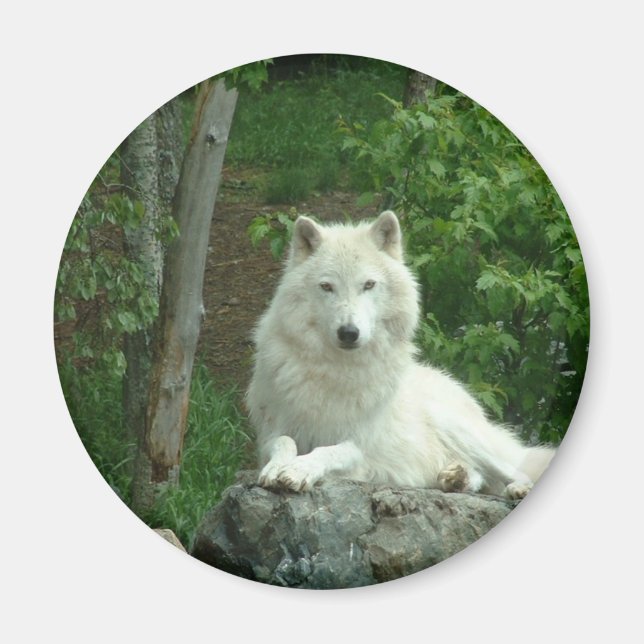 Arctic Wolf Magnet (Front)