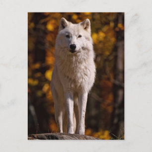 Arctic Wolf On Rock Holiday Postcard